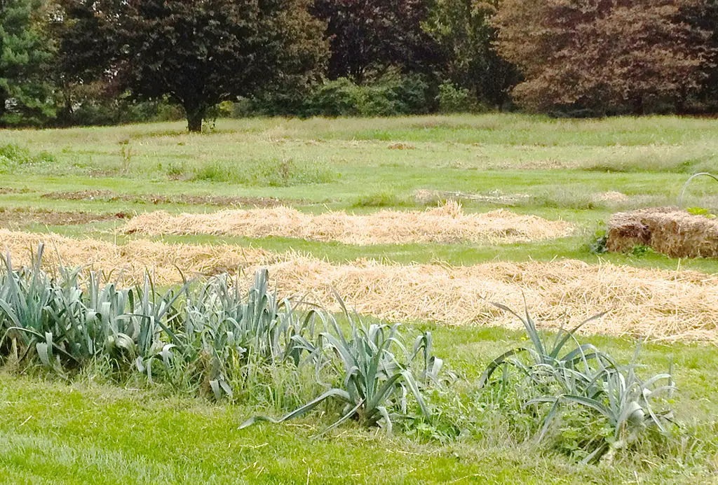 Straw Mulch at the Rodale Farm Garden