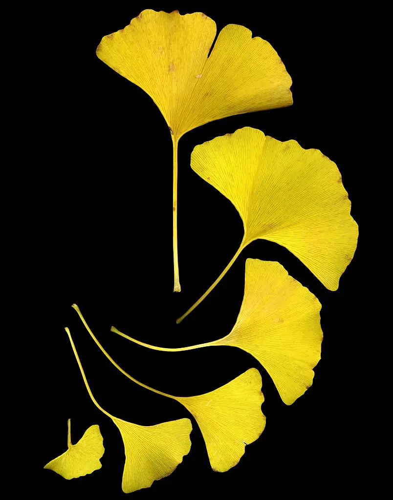 804px-GinkgoLeaves