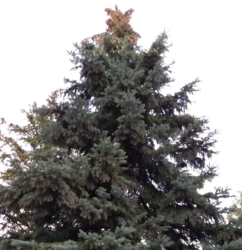 Spruce Laden with cones up high
