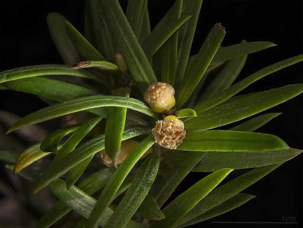1022px-Taxus_baccata_MHNT_flowers_male