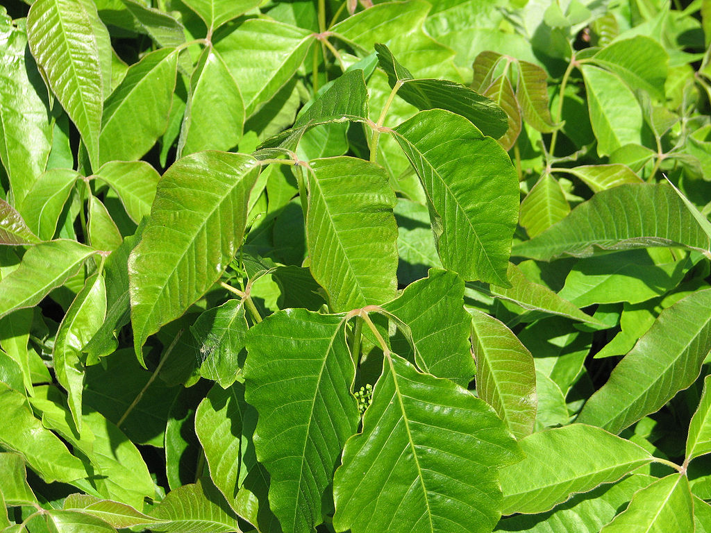 1024px-Toxicodendron_radicans,_leaves