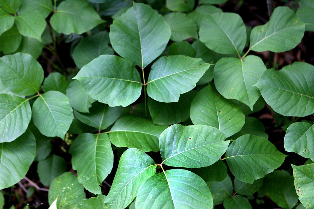 1024px-Toxicodendron_radicans3