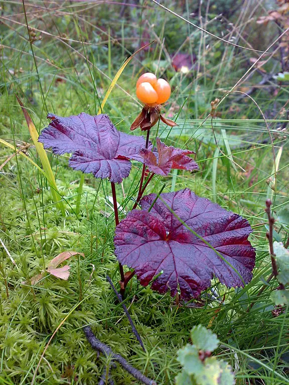 576px-Rubus_chamaemorus_06