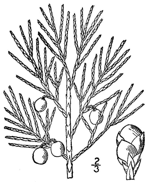 640px-Juniperus_horizontalis