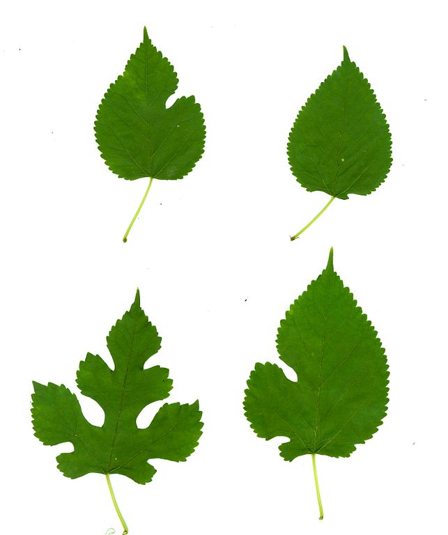 643px-Morus_alba-leaves