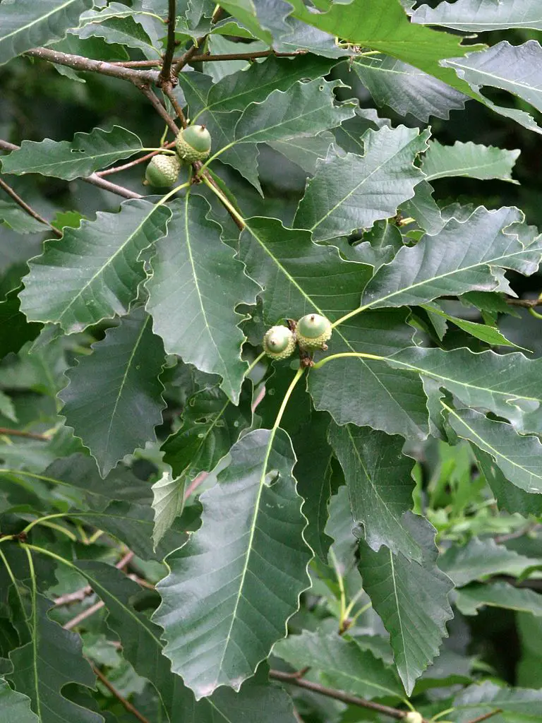 768px-2494-Quercus_muehlenbergii