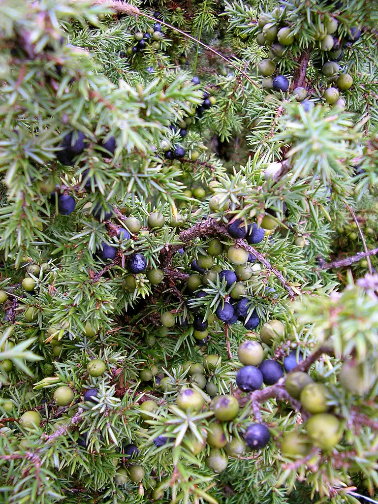 Juniper Berries Quinine at Lewis Gargano blog