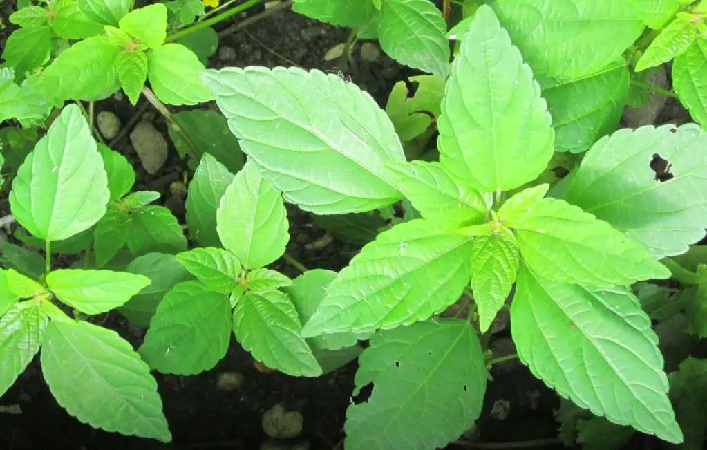 Amaranth (green) - Growing For Food How-to Guide