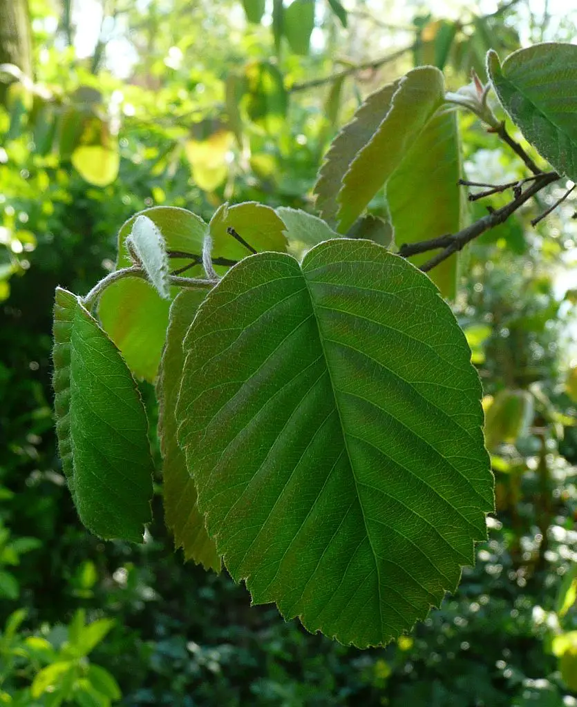 Amelianchier_wiegandii_-_leafs_in_spring
