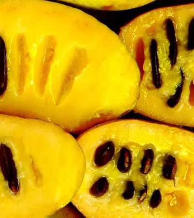 Pawpaw-fruit.jpg