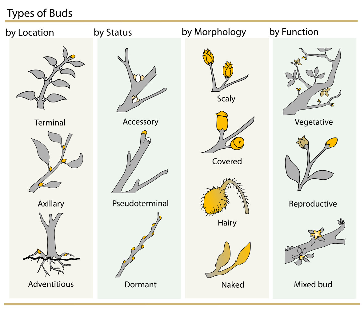 Plant_Buds_clasification