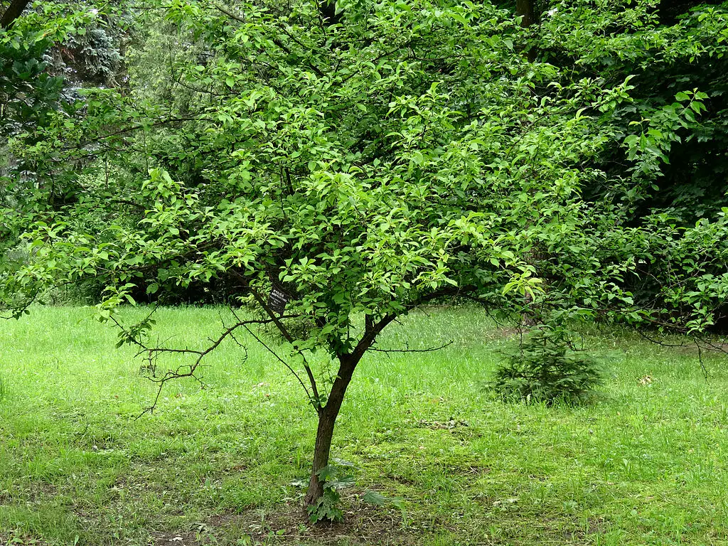 Prunus_americana_Syrets1