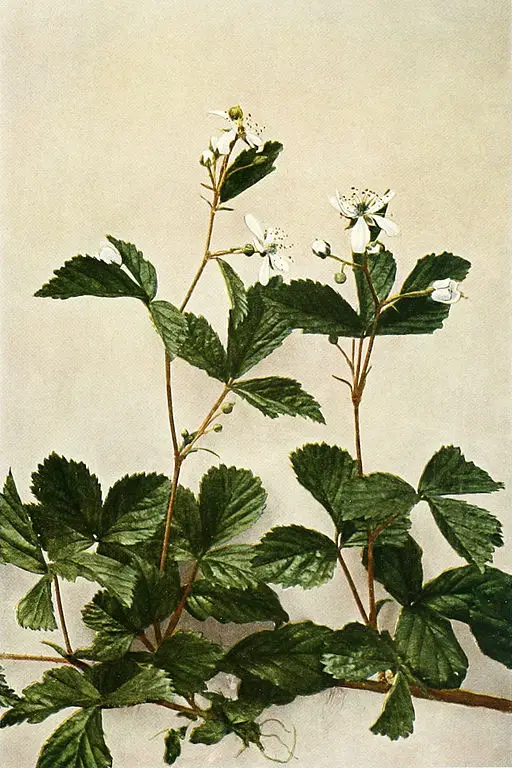 Rubus_flagellaris_WFNY-093B