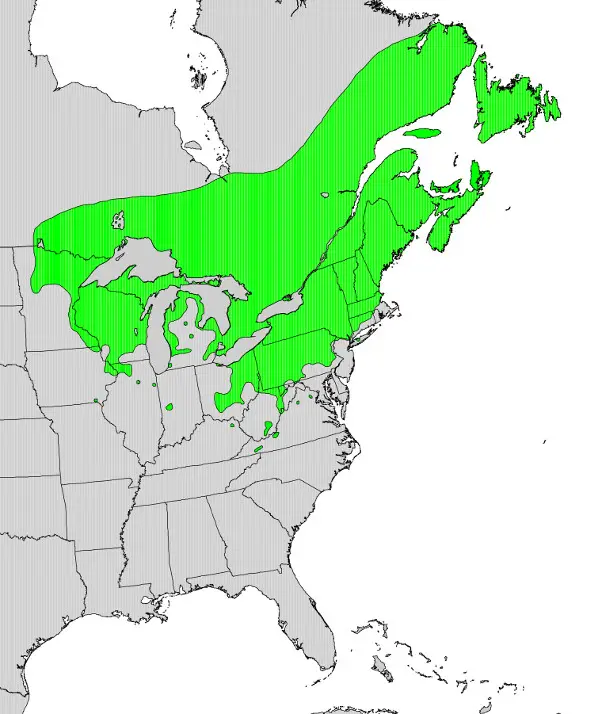 Taxus_canadensis_range_map