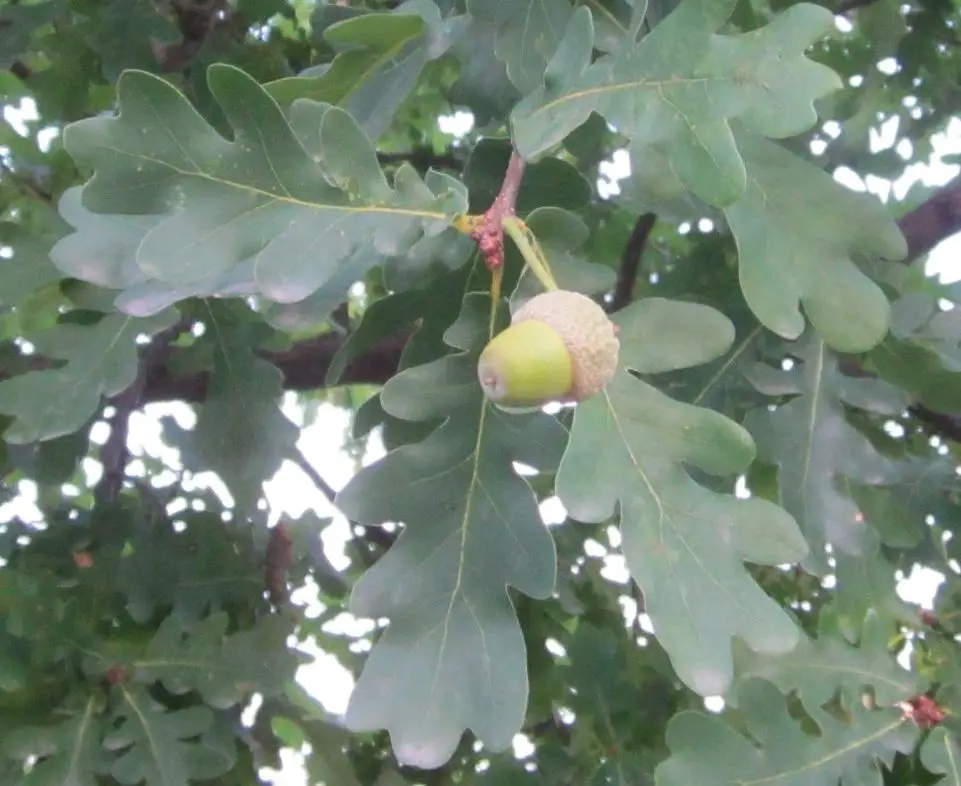 white acorn tree