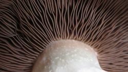 Picture of mushroom gills up close