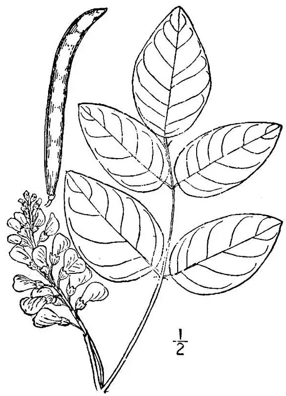 Groundnut or Hopniss drawing