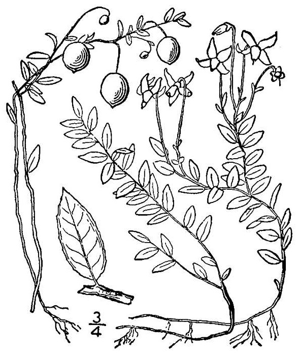 Common Cranberry drawing