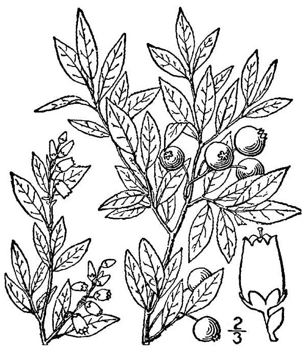 Lowbush Blueberry sketch