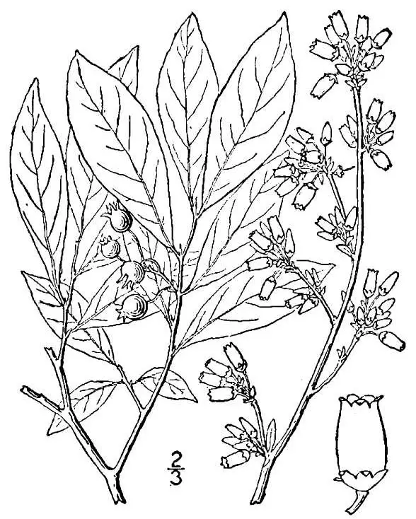 Rabbit-eye Blueberry or Southern Black Blueberry drawing